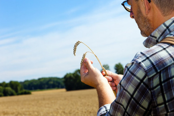 Farmer inspecting wheat Los Alamos National Laboratory