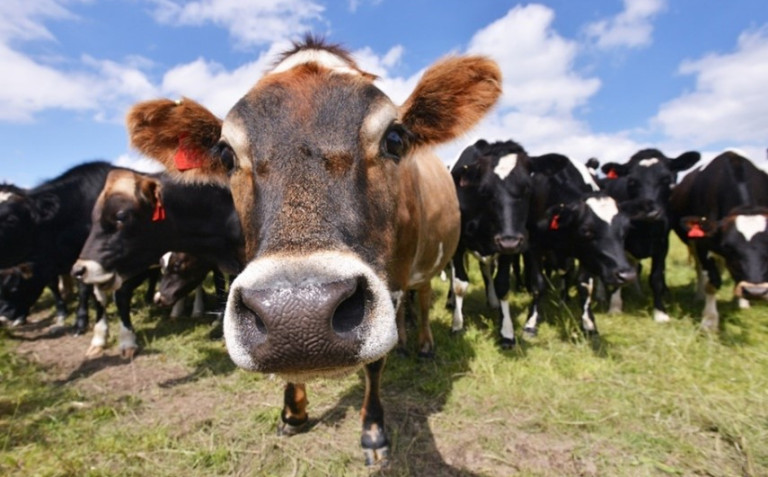 improving dairy herd testing