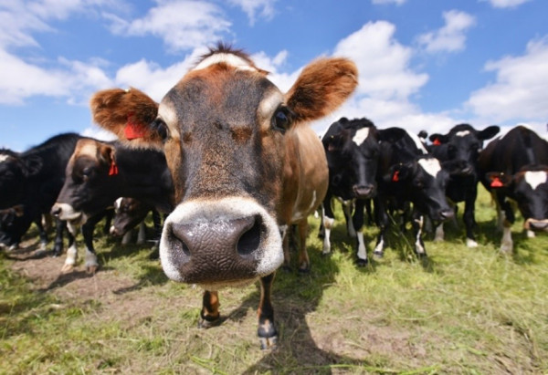 A herd of cows